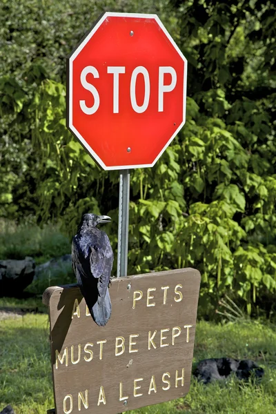 Raven staande guard — Stockfoto