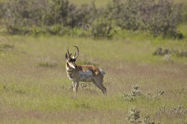 Pronghorn Antilopenbuck — Stockfoto