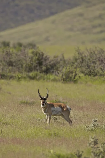 Pronghorn antielope buck — Photo