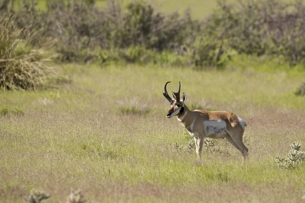 Pronghorn antilope Buck — Stockfoto