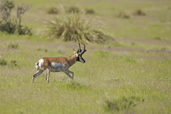 Pronghorn antilope buck trotto — Foto Stock