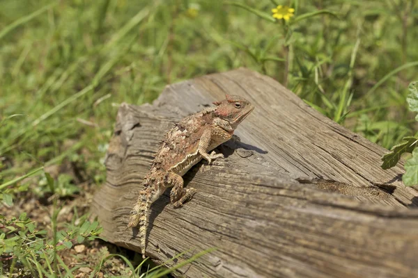 Arizona Horned Toad — Stock Photo, Image