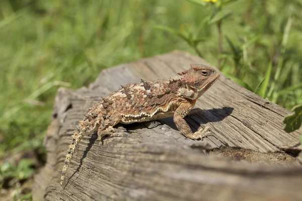 Sapo con cuernos de Arizona — Foto de Stock