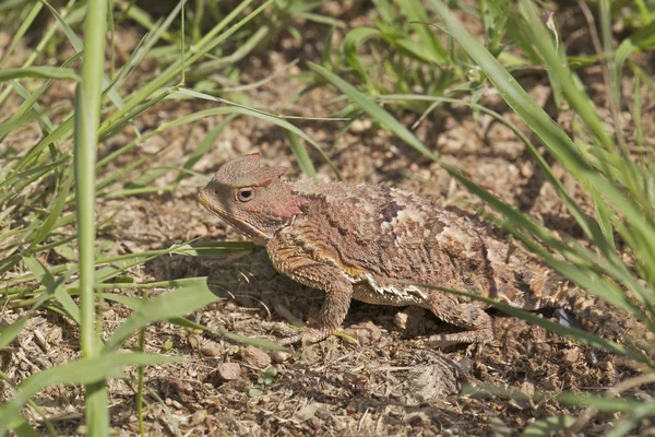 Arizona Horned Toad — Stockfoto