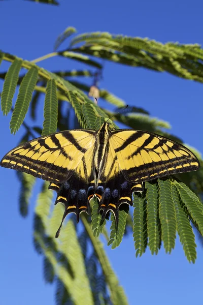 Swallowtail Butterfly — Stock Photo, Image