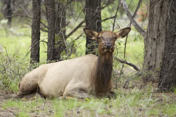 Cow Elk Bedded — Stock Photo, Image