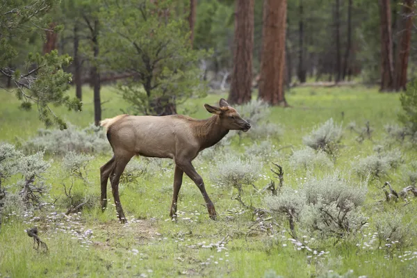 Cute Young Elk Calf — Stock Photo, Image