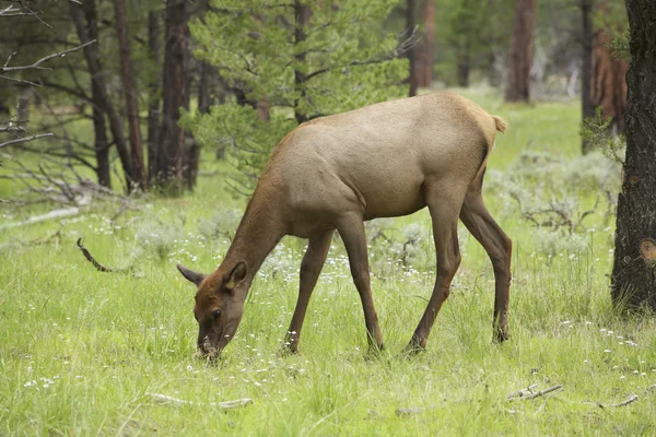 Krávy elk krmení — Stock fotografie