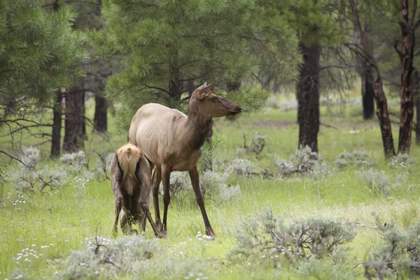 Cute Young Elk Calf Nursing — Stock Photo, Image