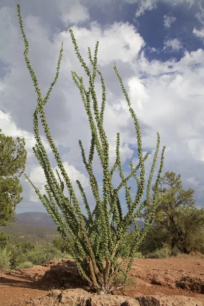 Cactus Ocotillo — Foto de Stock
