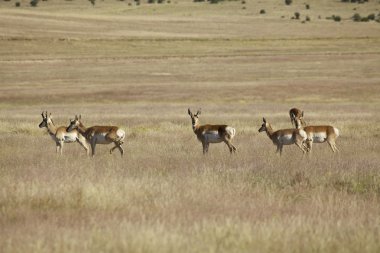 Boynuzlu Antilop Sürüsü