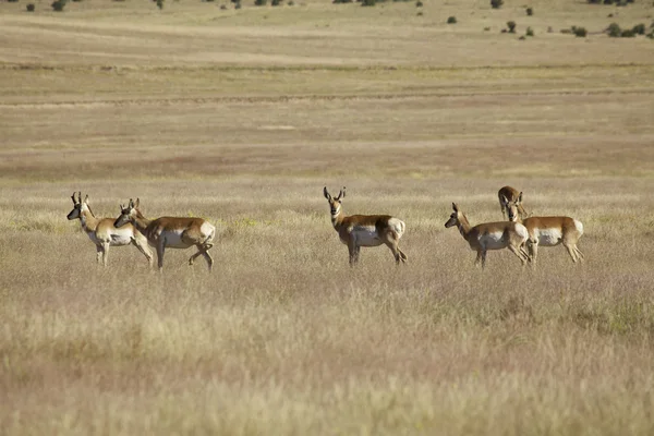 Troupeau d'antilopes du Pronghorn — Photo