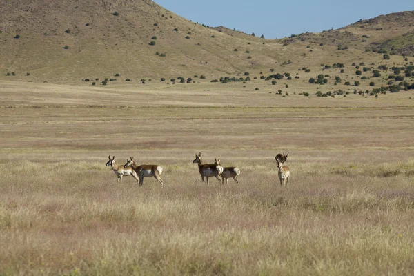 Pronghorn Antelope Herd — Stock Photo, Image