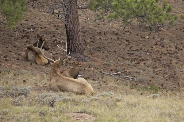 Elk Bedded in Trees — Stock Photo, Image