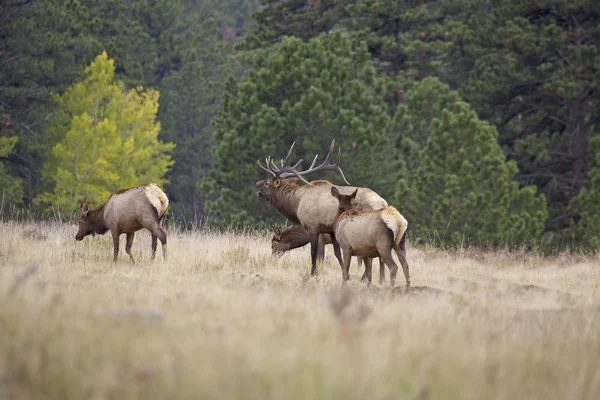 Bugling Bull Elk — Stock Photo, Image