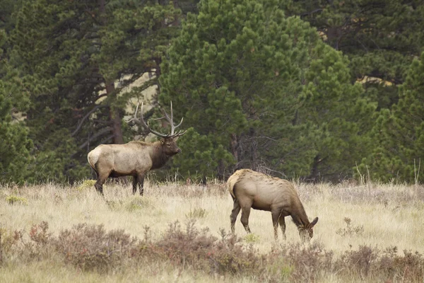 Wapiti dans la prairie — Photo