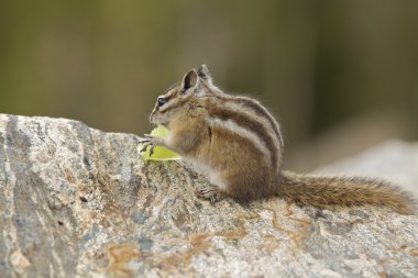 karpuz yeme chipmunk