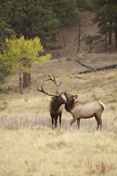 Big Bull Elk e Little Brother — Fotografia de Stock