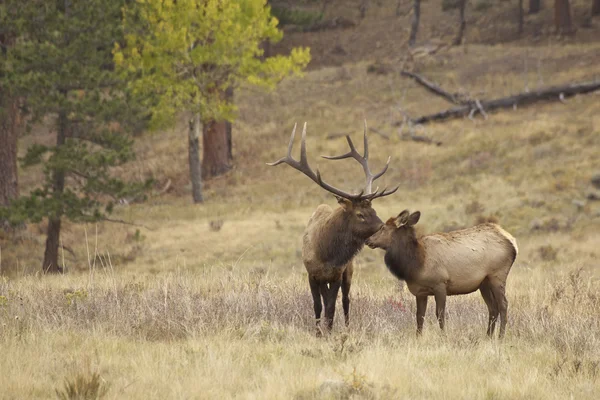 Big Bull Elk e Little Brother — Fotografia de Stock