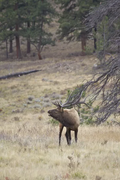 Bugling Bull Elk — Stock Photo, Image
