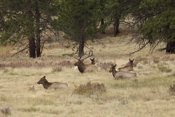 Big Bull Elk y su harén — Foto de Stock