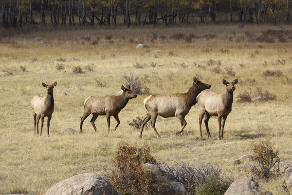 Group of Cow Elk — Stock Photo, Image