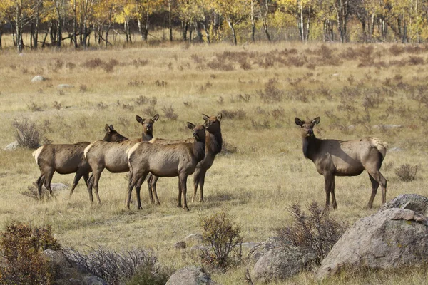 Gruppe av kumelk – stockfoto