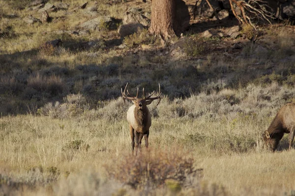 Kojotů býk elk — Stock fotografie