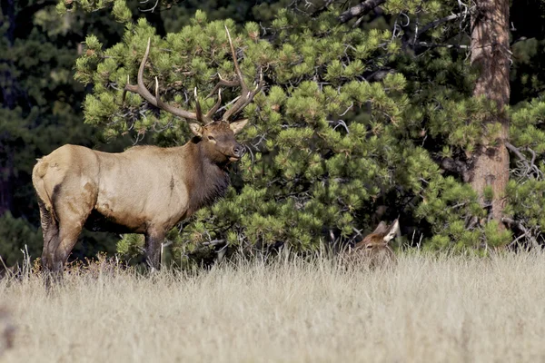 Wapiti à tête plate et vache litière — Photo