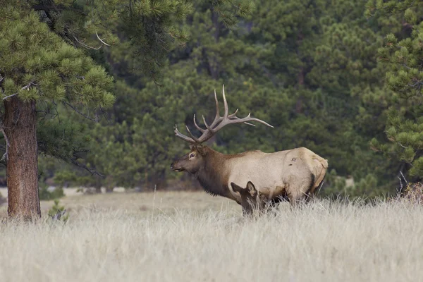 Elk toro que tiende vaca encamada —  Fotos de Stock