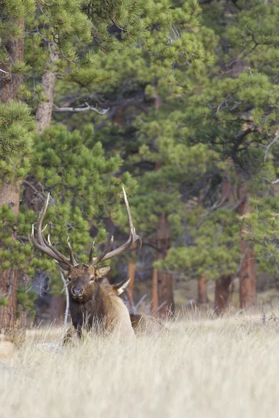 Boğa elk Yataklı — Stockfoto