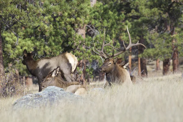 Bull elk lůžkový s krávy — Stock fotografie