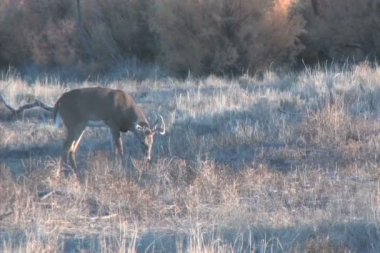 Whitetail Geyik buck