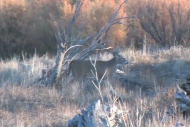 whitetail geyik buck besleme