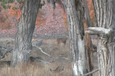 idam kararını iletmek kovalayan whitetail geyik buck