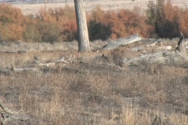 Chasse au coyote 