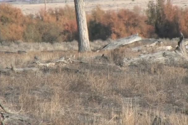 Chasse au coyote — Video