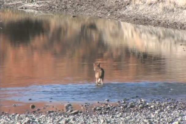 Kojote überquert Fluss — Stockvideo