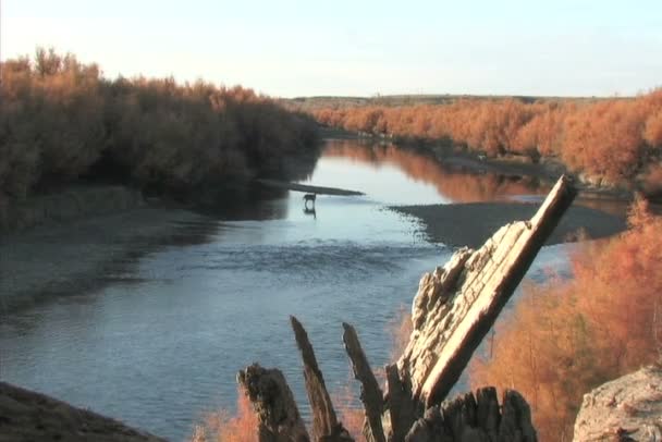 Whitetail ελάφια doe στον ποταμό — Αρχείο Βίντεο