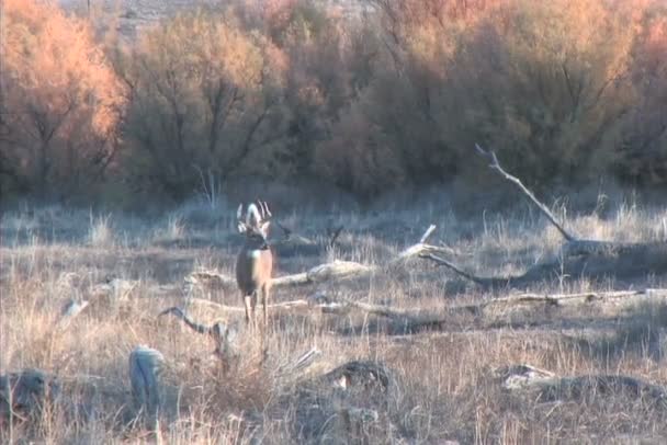Pato de ciervo de cola blanca — Vídeo de stock