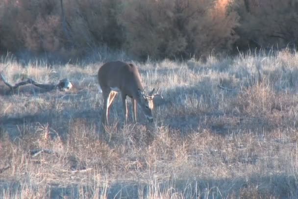 Whitetail cervo buck — Video Stock