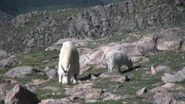 dağ keçilericabras de montaña
