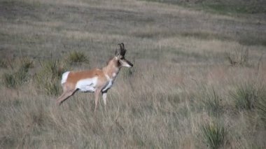 Boynuzlu antilop Buck