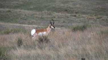 Boynuzlu antilop Buck