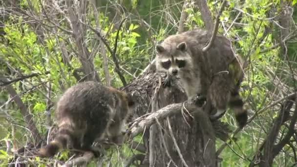 Raccoons in Tree — Stock Video