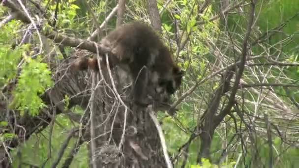 Raccoon in Tree — Stock Video