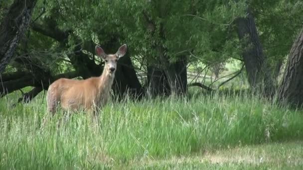 Mule Deer Doe — Stock Video