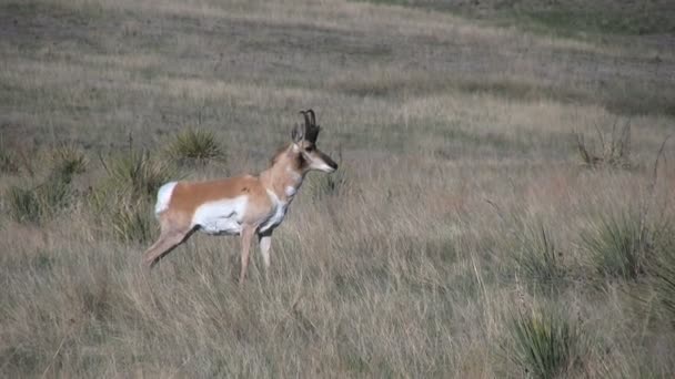 Pronghorn Antilopenbuck — Stockvideo