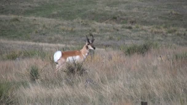 Pronghorn antilope buck — Video Stock