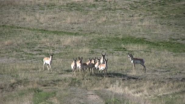 Rebanho de Antílope Pronghorn — Vídeo de Stock